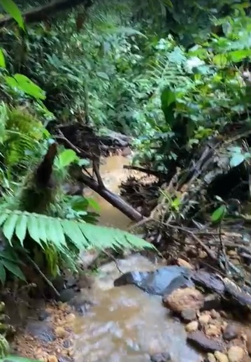 FINCA DE 300 HECTÁREAS CERRO PARAGUAS –  GUAYCARA -PUNTARENAS – COSTA RICA.-